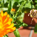 Familien Apartement Im Landhaus Διαμέρισμα