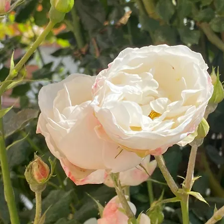Familien „im Landhaus“ Gaal