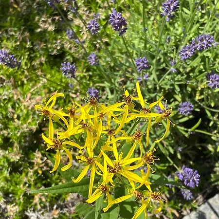 Appartement Familien „im Landhaus“