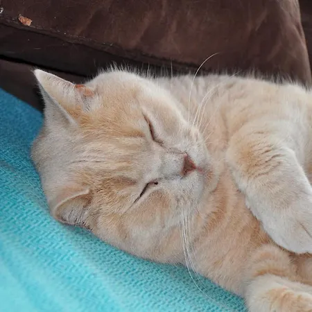 Familien „im Landhaus“ Appartement