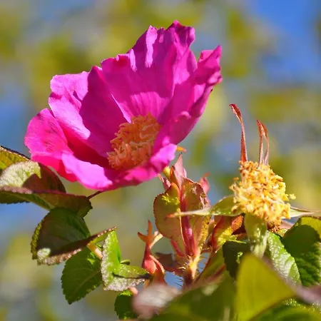 Familien „im Landhaus“ Appartement