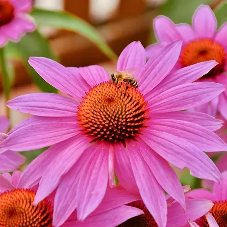 Familien „im Landhaus“ *