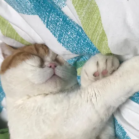 Appartement Familien „im Landhaus“ Gaal