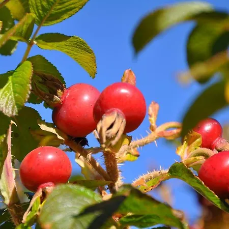 Appartement Familien „im Landhaus“ *