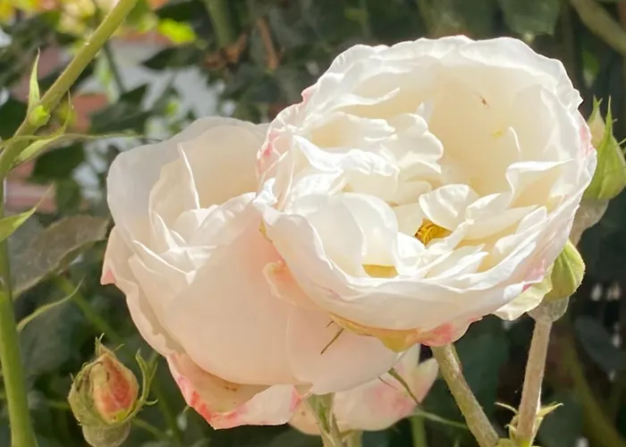 Little Paradises - Familien Im Gaal