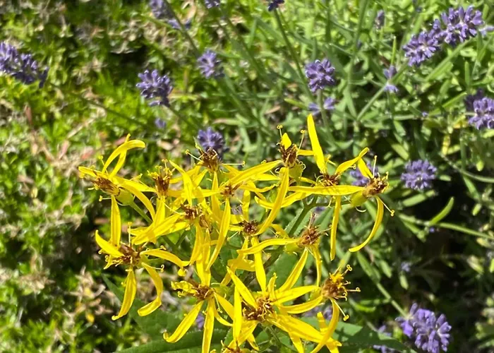 Apartment Little Paradises - Familien Im