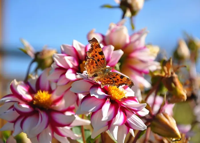 Apartment Little Paradises - Familien Im *